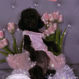 Lovely - Poodle