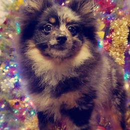 French Bulldog and Pomeranian Puppies from Purrs N Poms