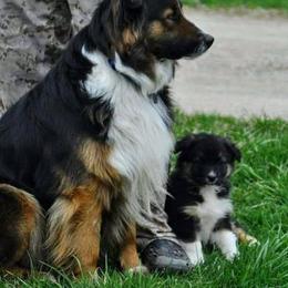 Australian Shepherd Puppies from Platinum Edition