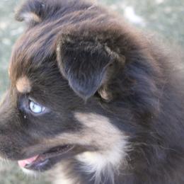 Kraken - Black tri-color female Australian Shepherd puppy in Sonoita, Arizona from Gardner Canyon Kennels