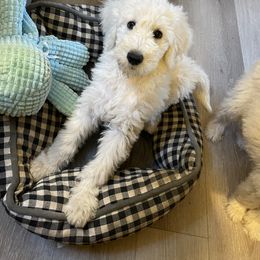 Goldendoodle Puppies from Thompson Creek Doodles