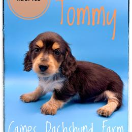 Tommy - Black and cream male Dachshund puppy in Cincinnati, Ohio from Caines Dachshund Farm