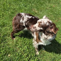 Fancy - Red merle female Australian Shepherd puppy in Bumpass, Virginia from Glitterati Australian Shepherds