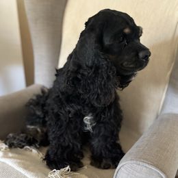 Gypsy - Cocker Spaniel