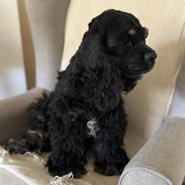 Gypsy - Cocker Spaniel