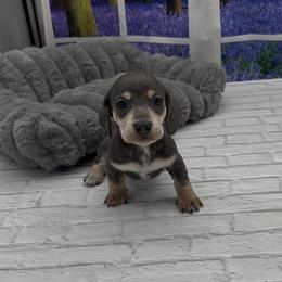 Blue and Cream Smooth Female - Blue and cream female Dachshund puppy in Killeen, Texas from Southern Dachshunds