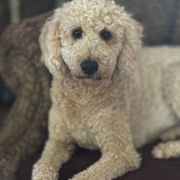 Bernedoodles, Goldendoodles, and Poodles from Deborah’s Doodles