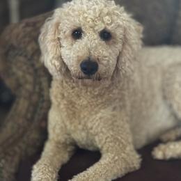 Bernedoodles, Goldendoodles, and Poodles from Deborah’s Doodles
