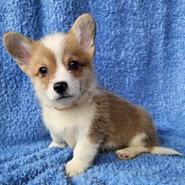 Mozzarella - Red female Pembroke Welsh Corgi puppy in Castle Rock, Washington from Heckman Corgis