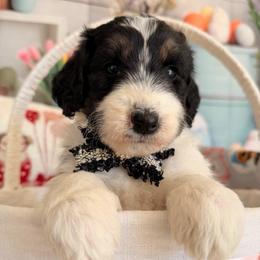 Luna - Black tri-color female Aussiedoodle puppy in Dickerson, Maryland from Pawsome Aussie Doodles and Oodles