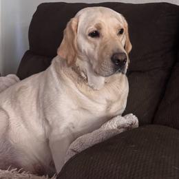 Tesla - Yellow female Labrador Retriever puppy in Lake Hughes, California from Golden Hills Retrievers