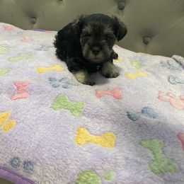 Miniature Schnauzer Puppies from Miniature Schnauzer Paradise llc