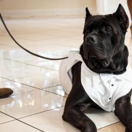 Cane Corso from Dark Knight Kennel