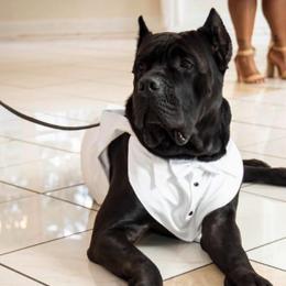 Cane Corso from Dark Knight Kennel