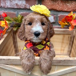 Everly - Teal - Apricot female Australian Labradoodle puppy in Citrus Heights, California from Elite Blend Labradoodles