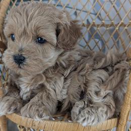 Star - Red female Havapoo puppy in Burlington, Iowa from River View Puppies