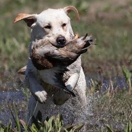 Blake - Labrador Retriever