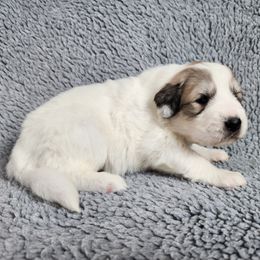 Dolly - Light blue collar - White and badger female Great Pyrenees puppy in Monmouth, Maine from Flewelling Great Pyrenees