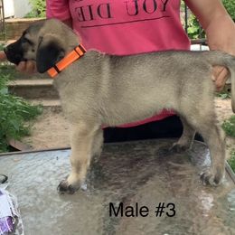 Boy 3 - Fawn male Anatolian Shepherd Dog puppy in Daggett, Michigan from T&S Anatolians