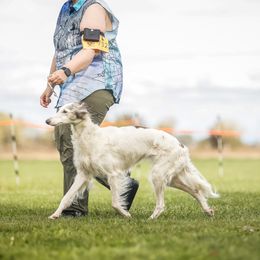 Minx - Silken Windhound