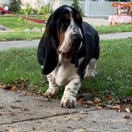 Wallie - Black brown and white male Basset Hound puppy in Cadillac, Michigan from Garrow Danes House of Blues