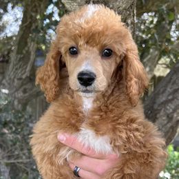 Douglas - Red  Poodle puppy in Arroyo Grande, California from Ever So Clever Poodles