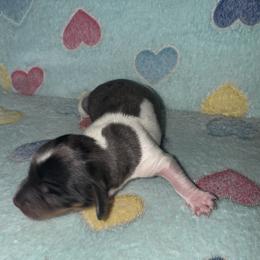 Dachshund Puppies from Dachshund Dad