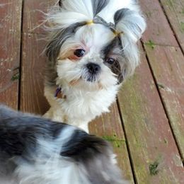 Shih Tzus from Stuber Shih Tzus
