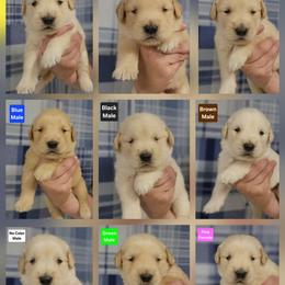 Trudy Male 2 - Golden male Golden Retriever puppy in Wauseon, Ohio from Golden Sunrise Retrievers