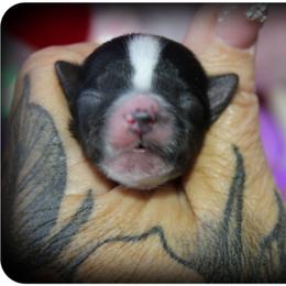 Rupert - Parti male Yorkshire Terrier puppy in Warren, Michigan from Danielle's Yorkie & Shih Tzu Babies