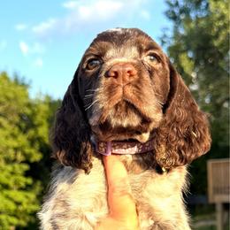 Agate - Liver white and roan female English Springer Spaniel puppy in Bay City, Wisconsin from Springer Hills Farm