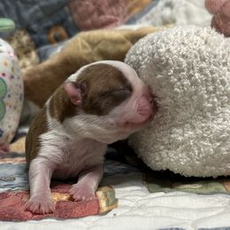 Hazel - Red female Boston Terrier puppy in Peru, Indiana from Angie's Little Bostons And Frenchies