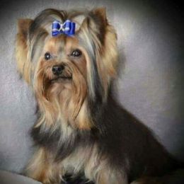 Yorkshire Terriers from Smoky Mountain Furbabies