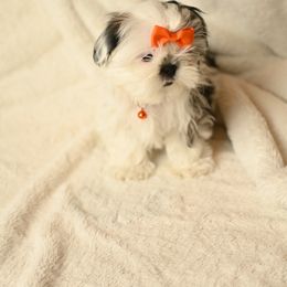 Olaf: The Joyful Ray of Sunshine - Black gold and white male Shih Tzu puppy in Fresno, California from Good Lil Shih Tzu