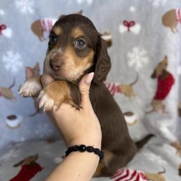 Rudolf - Chocolate and tan male Dachshund puppy in Oklahoma City, Oklahoma from Barrett’s Doxie Farm