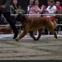 Rain - Leonberger