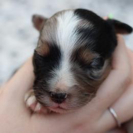 Male 1 - Blue merle male Toy Australian Shepherd puppy in Newnan, Georgia from Baker's Down South Aussies