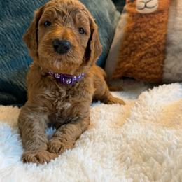 Pelé - Boy 5 (purple collar) - Red  male Goldendoodle puppy in Auburn, Indiana from Cooper’s Doodles