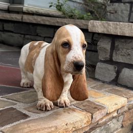 Butters-Orange collar - Lemon and white male Basset Hound puppy in Inman, Nebraska from Sandhill Hounds of Nebraska