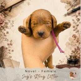 Novel - Red  female Goldendoodle puppy in Atlanta, Georgia from Teddy Puppies