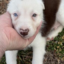 Ben - White and red male Border Collie puppy in Washburn, Missouri from BS Farms