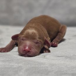 Fireside - Red female Cavapoo puppy in Mocksville, North Carolina from Hunting Creek Farm & Kennel