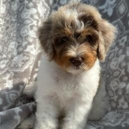 Isaac - Chocolate merle male Bernedoodle puppy in Oologah, Oklahoma from Timber Hills Poodles and Doodles