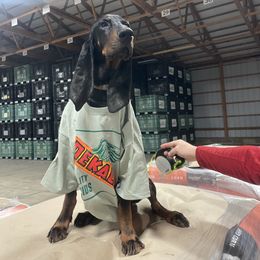 Black and Tan Coonhound All Grown Up from Tinkers hounds