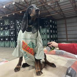 Black and Tan Coonhound All Grown Up from Tinkers hounds