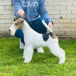 Maggie - Wire Fox Terrier