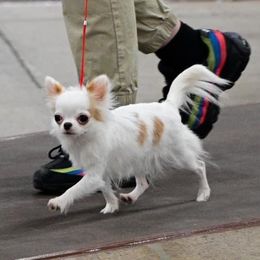 Snowy - Chihuahua