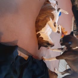 Boxer All Grown Up from Mircoa Boxers