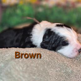 Brown - Tri-color male Bernedoodle puppy in Taft, Tennessee from McGraw's Fetching Pups