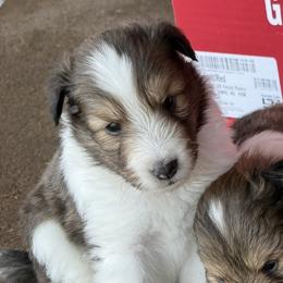 Dan Dan - Sable and white male Shetland Sheepdog puppy in Tulsa, Oklahoma from September Morning Shelties